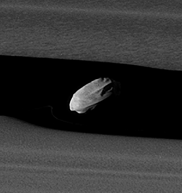 Daphnis, moon of Saturn